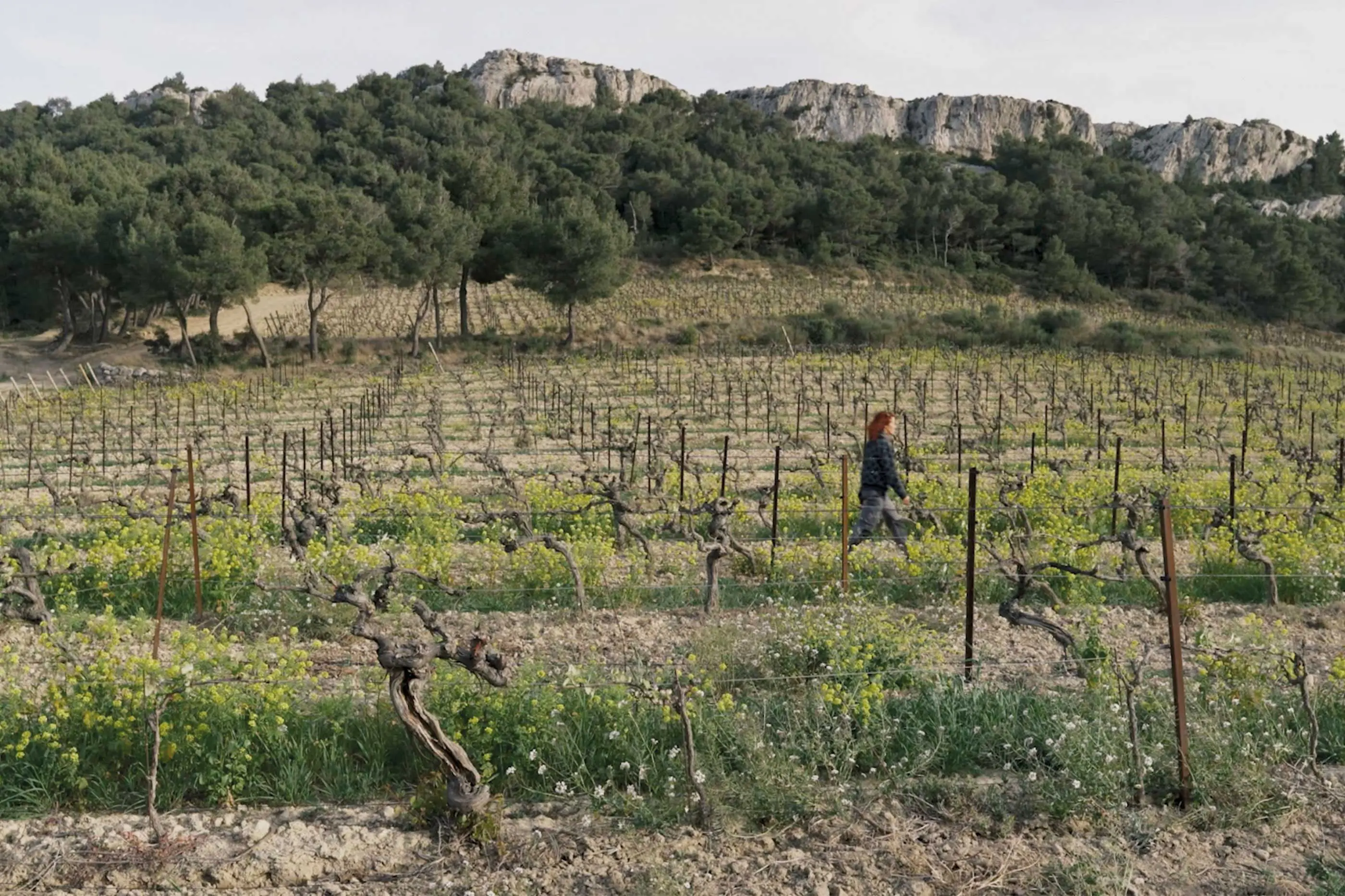 Vins de la Clape Narbonne